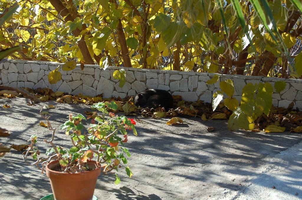 B&B Le Cicale Vieste Extérieur photo
