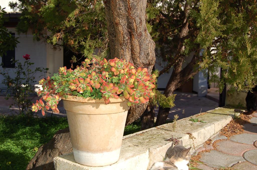 B&B Le Cicale Vieste Extérieur photo